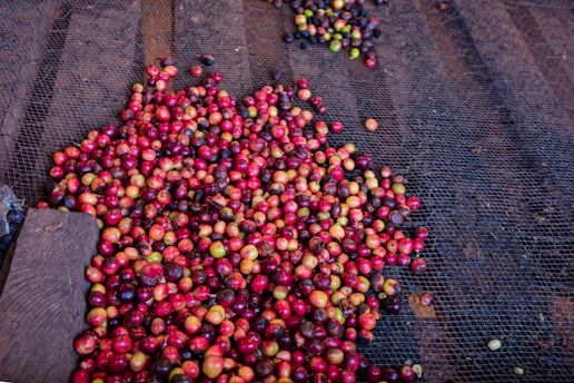 Close-up of coffee cherries drying under the sun in Nariño's high-altitude farms.