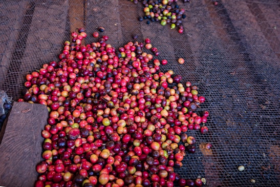 A large collection of colorful coffee cherries varying in shades of red, green, and yellow rests on a wire mesh for drying. The background consists of wooden planks.