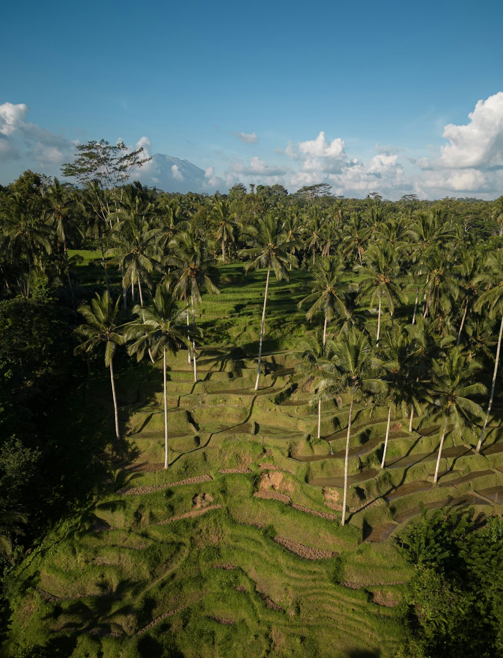 an aerial view of palm trees in the jungle