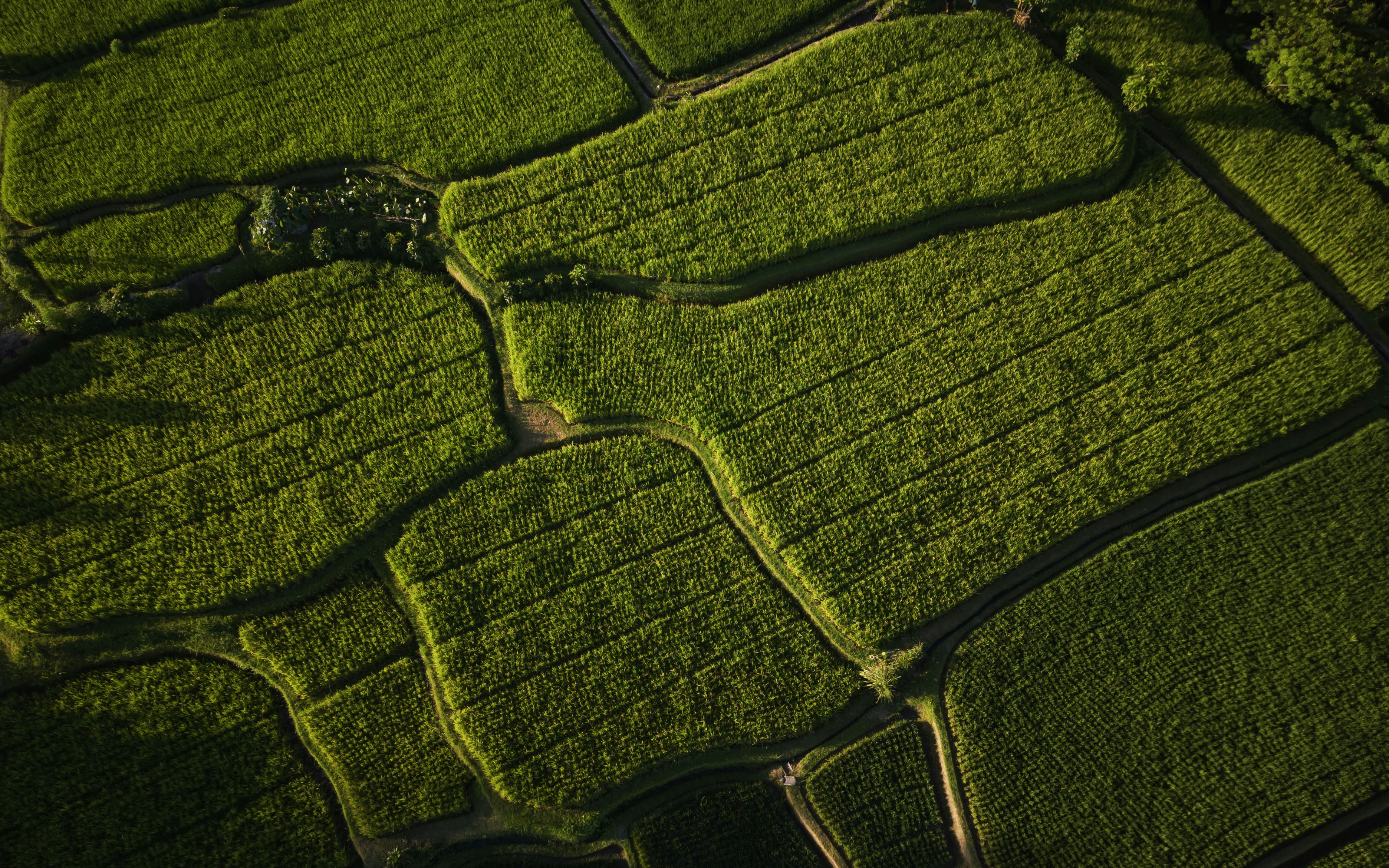 An aerial view of a lush green field photo – Free Man Image on Unsplash