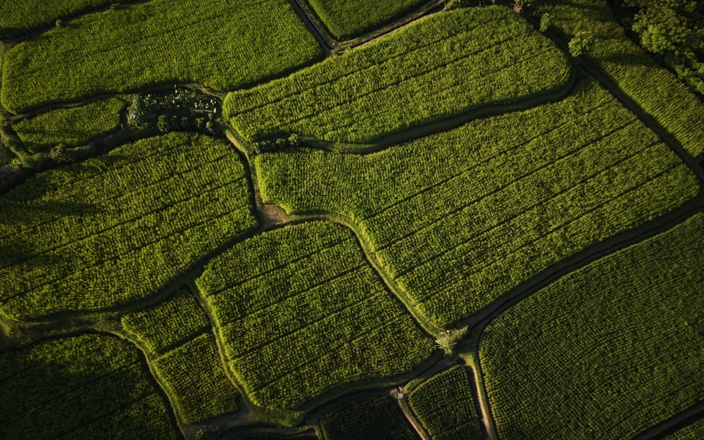 an aerial view of a lush green field