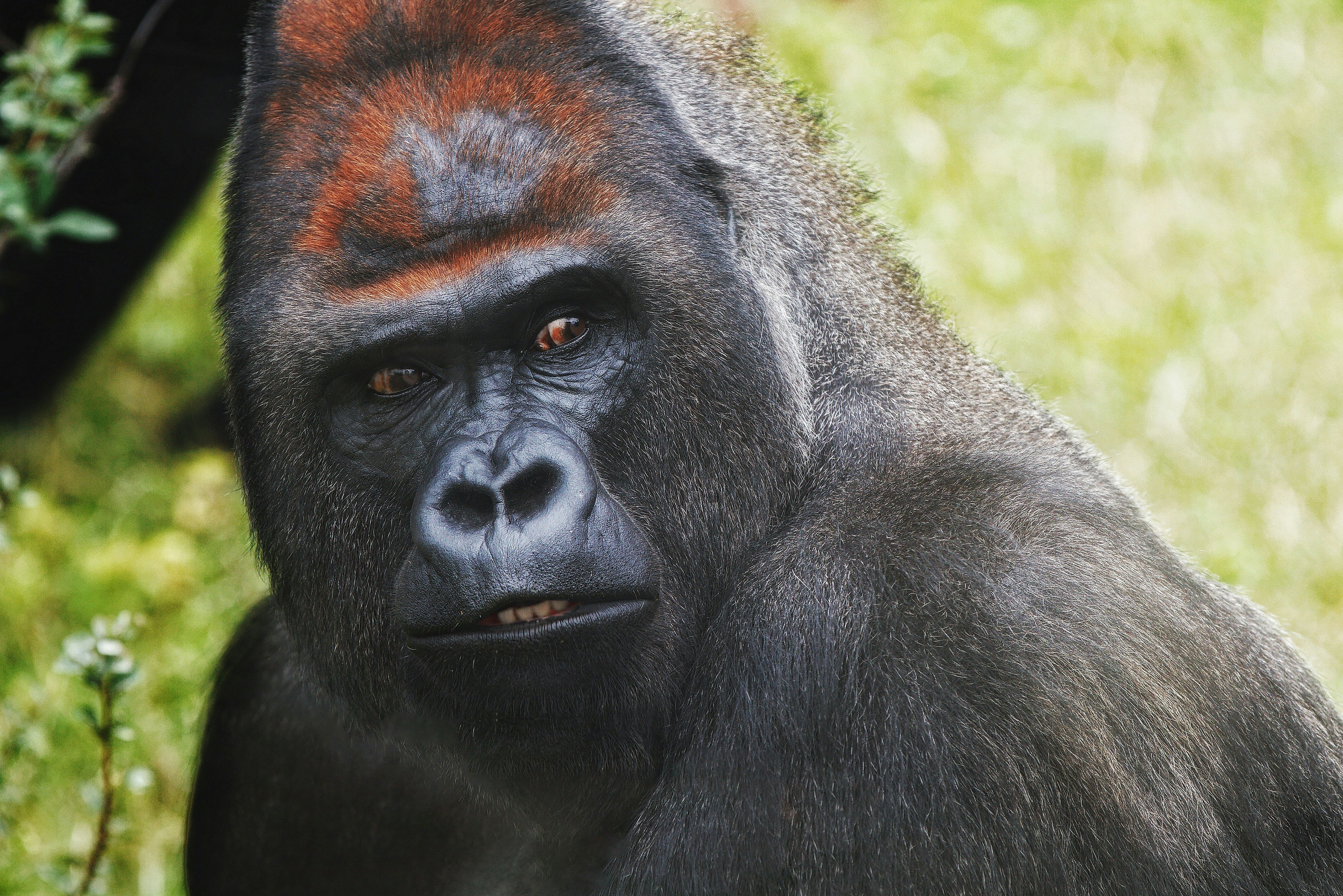 How to Plan a Budget Gorilla Safari in Uganda Without Missing the Experience