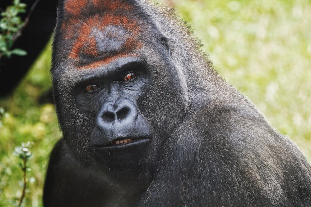 a close up of a gorilla face with grass in the background