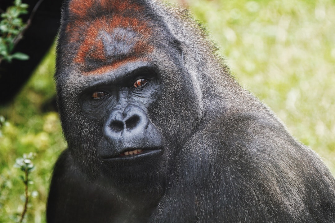 Unraveling the Extraordinary A Journey into Gorilla Trekking in Rwa… — Unraveling the Extraordinary A Journey into