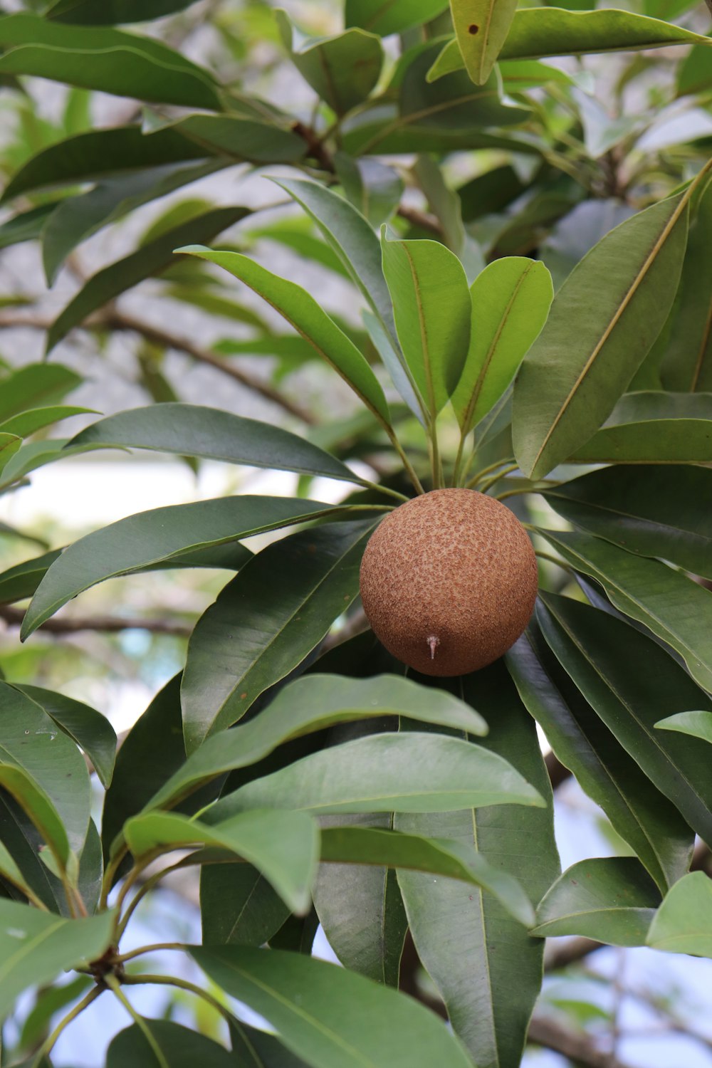 a nut on a tree branch with leaves