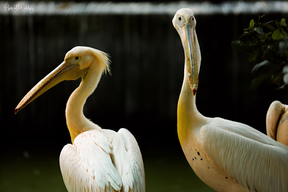 two pelicans are standing next to each other