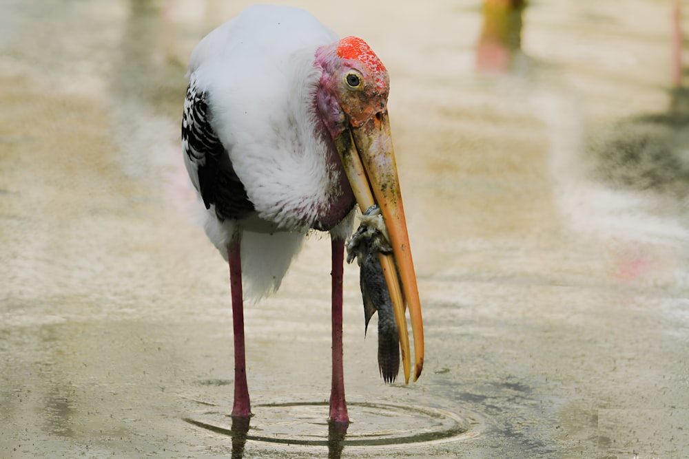 a bird with a long beak standing in the water