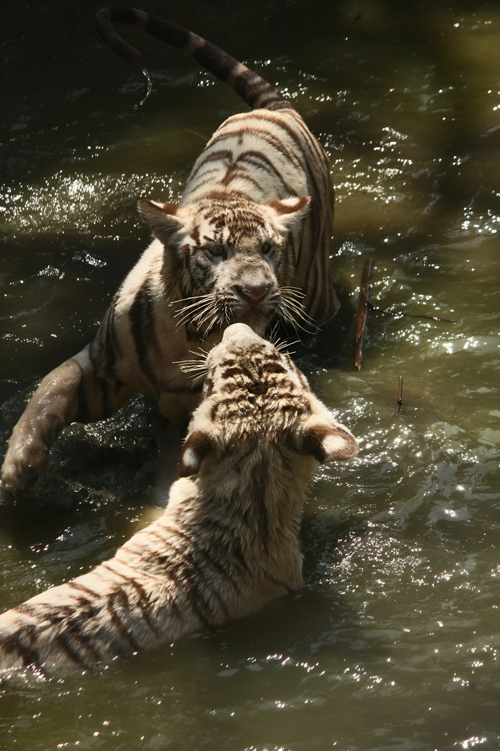 two white tigers playing in a body of water