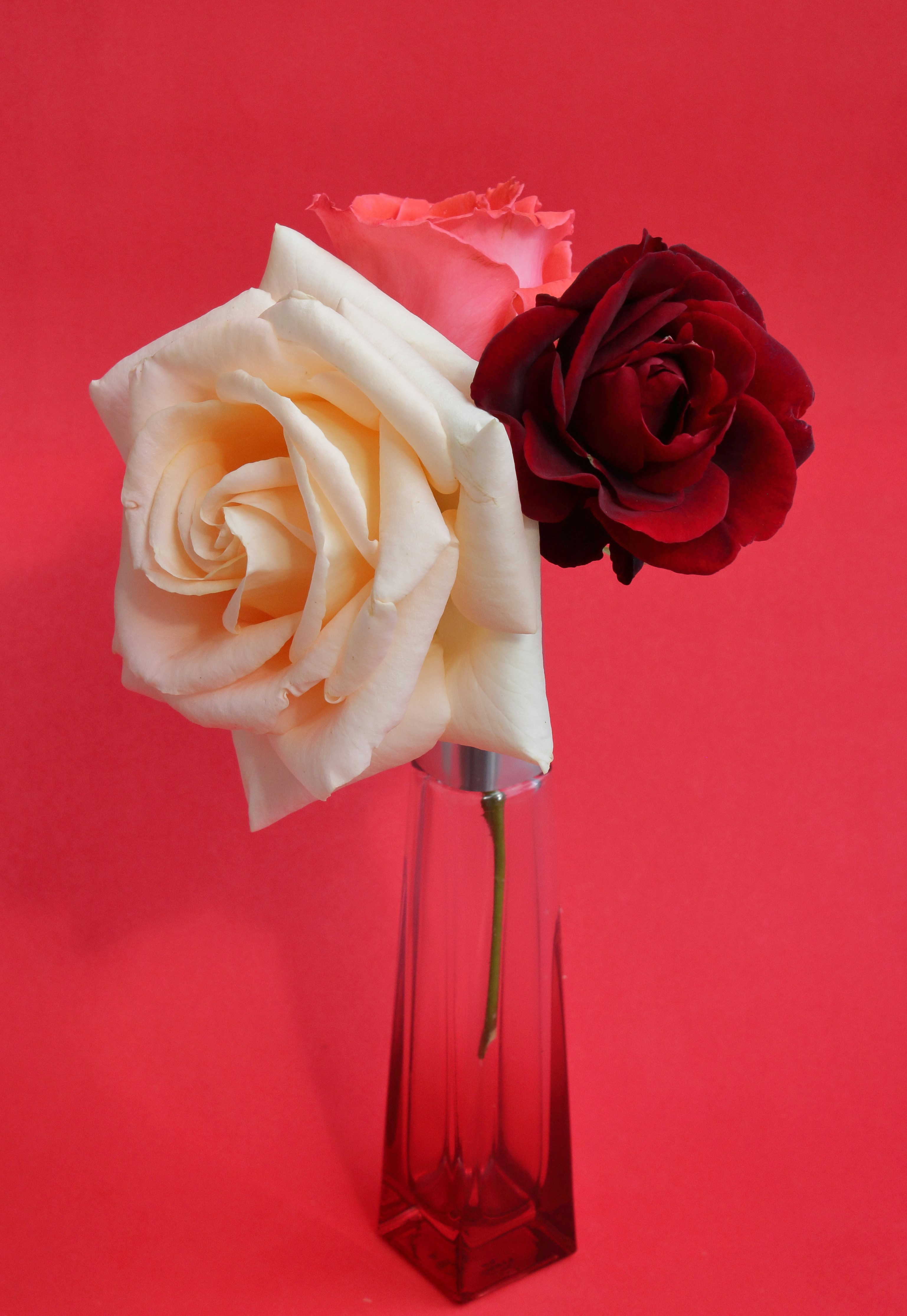 Two roses in a vase on a red background photo – Free Rose flower Image ...