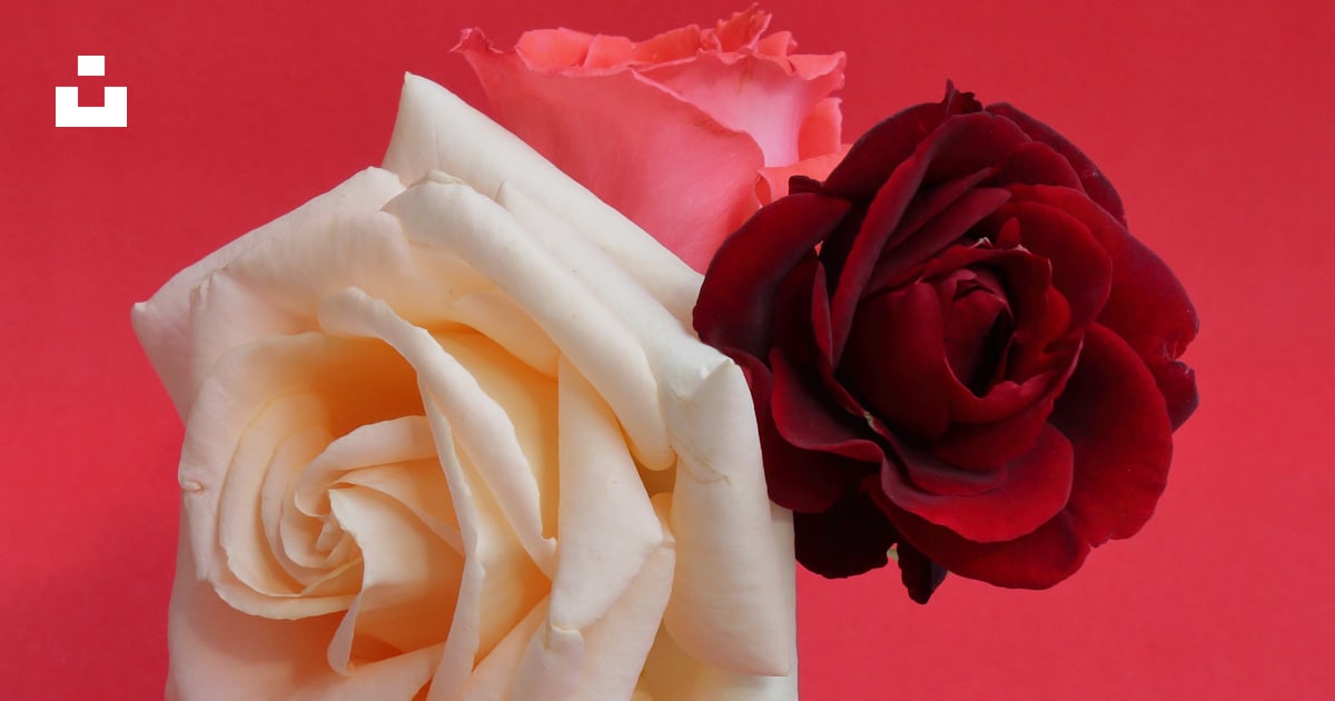 Two roses in a vase on a red background photo – Free Rose flower Image ...