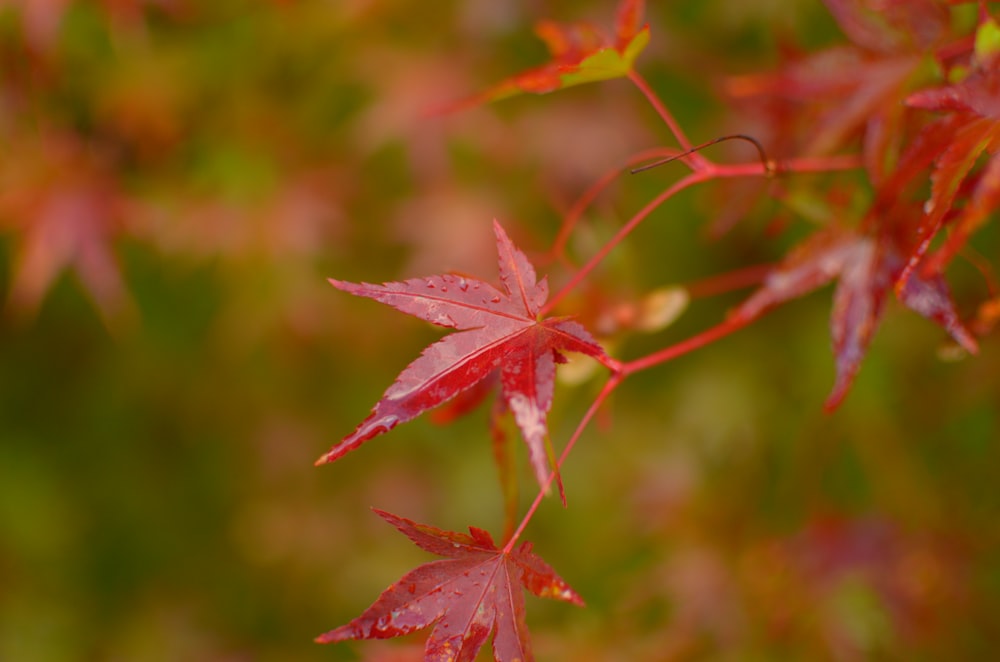 a close up of a red leaf on a tree