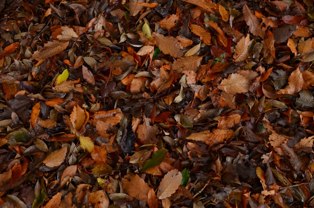 a bunch of leaves that are laying on the ground