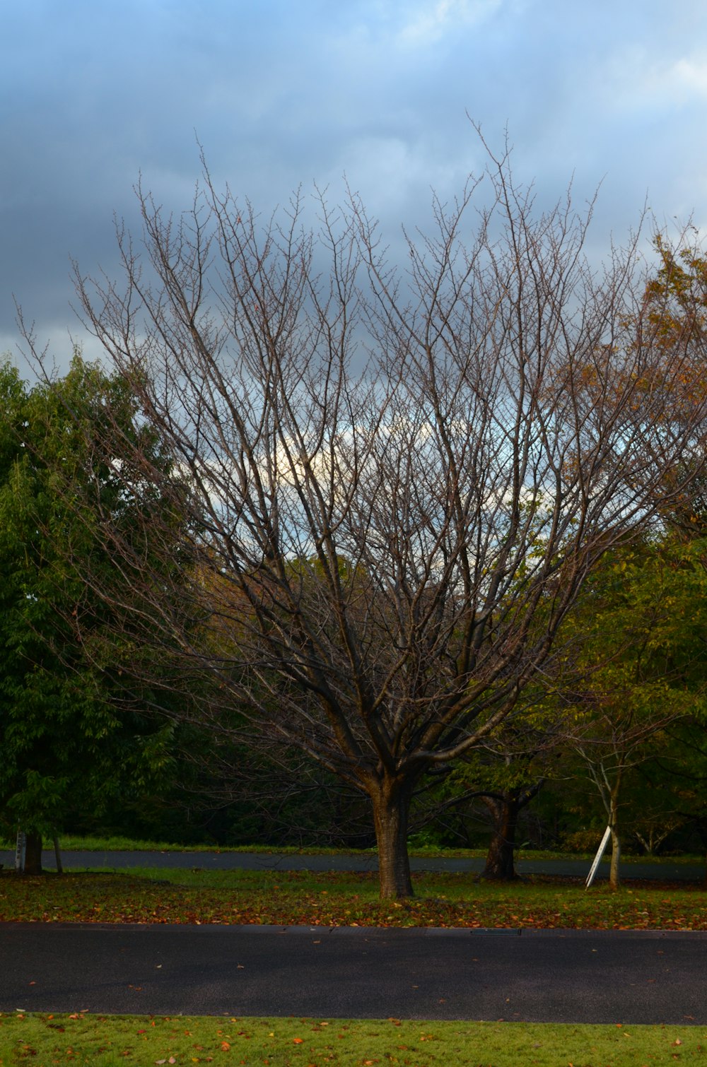 a tree with no leaves in a park