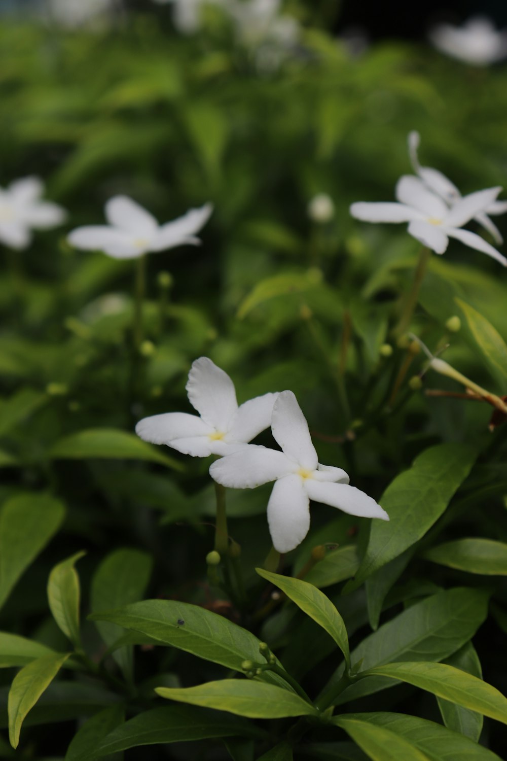 a group of white flowers sitting on top of a lush green field