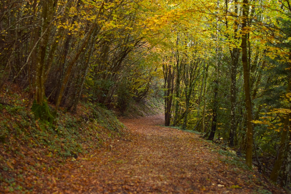 a dirt road surrounded by trees and leaves