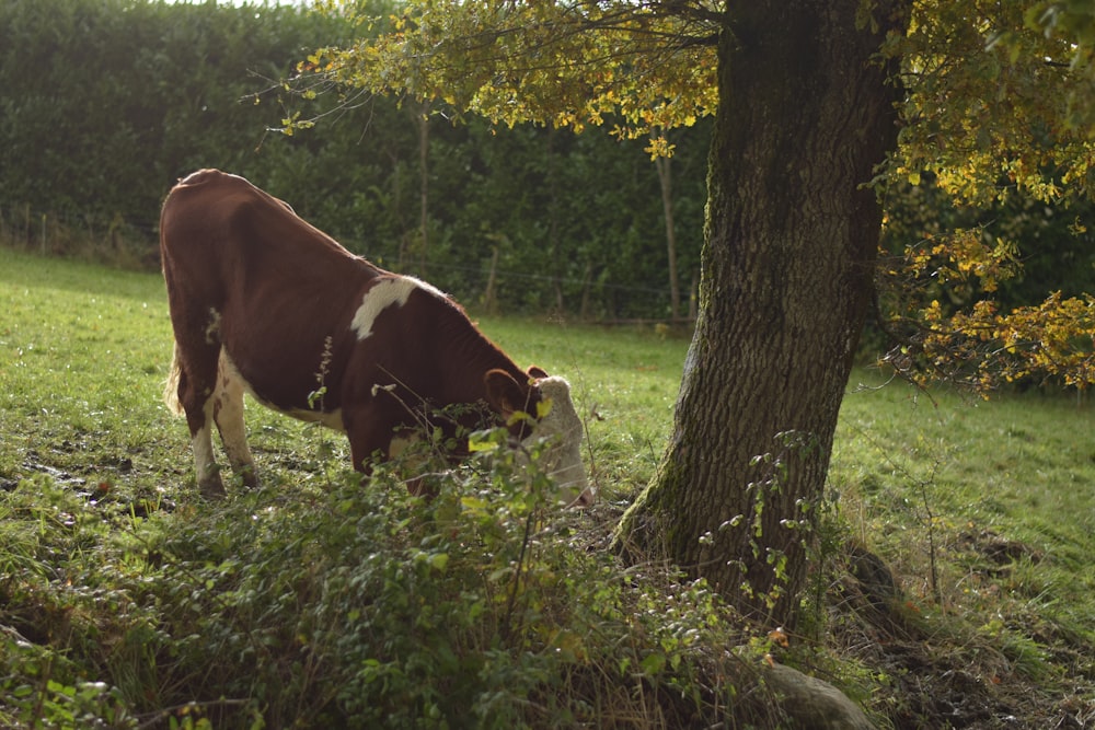 a brown and white cow standing next to a tree