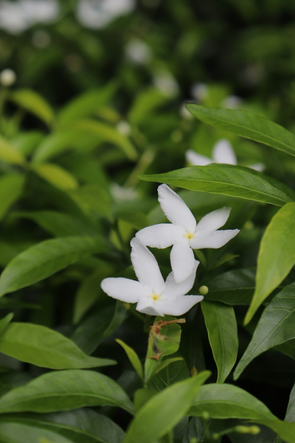 a white flower with green leaves in the background