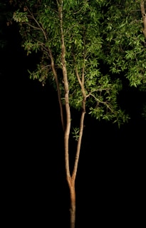 An elegant tree symbolizing growth and stability.