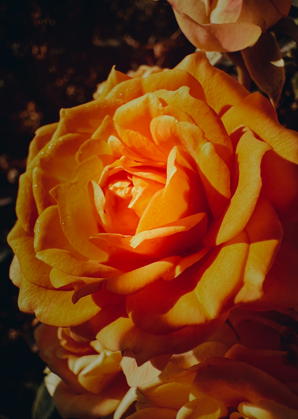a close up of a yellow rose with water droplets on it