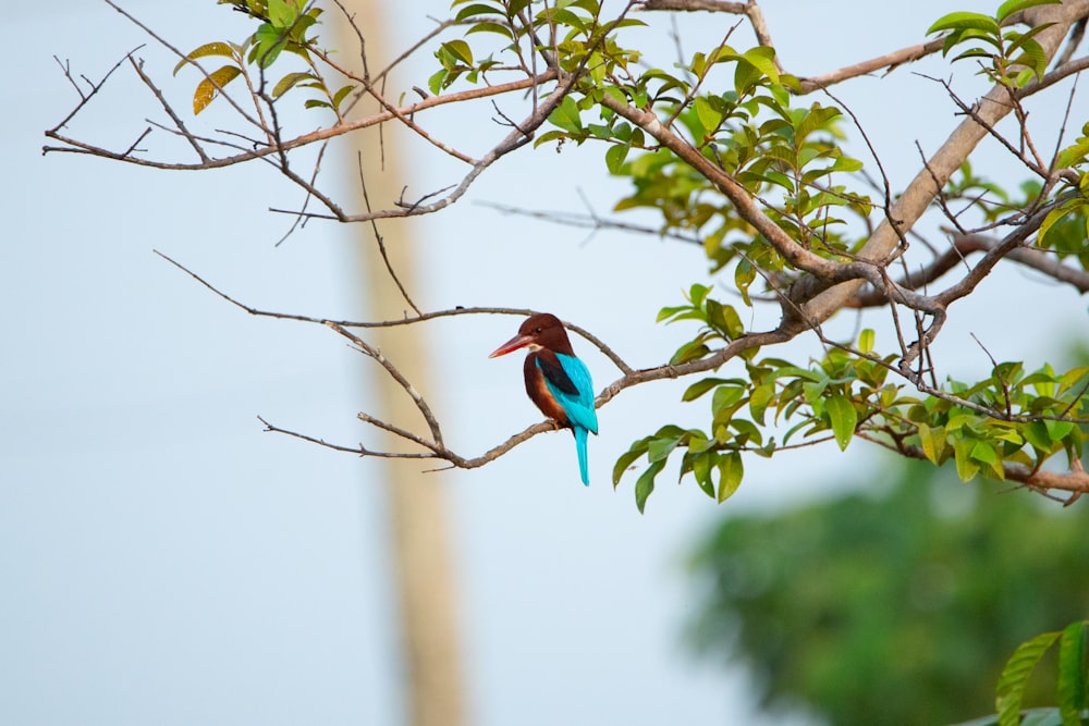 a colorful bird perched on top of a tree branch