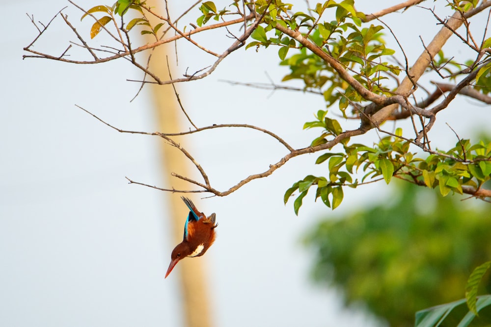 a bird is perched on a tree branch