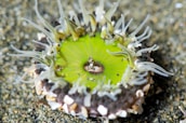A vibrant sea anemone with a bright green center and multiple elongated tentacles displays intricate patterns, set against a textured, sandy background.