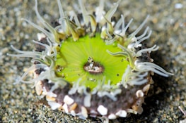A vibrant sea anemone with a bright green center and multiple elongated tentacles displays intricate patterns, set against a textured, sandy background.