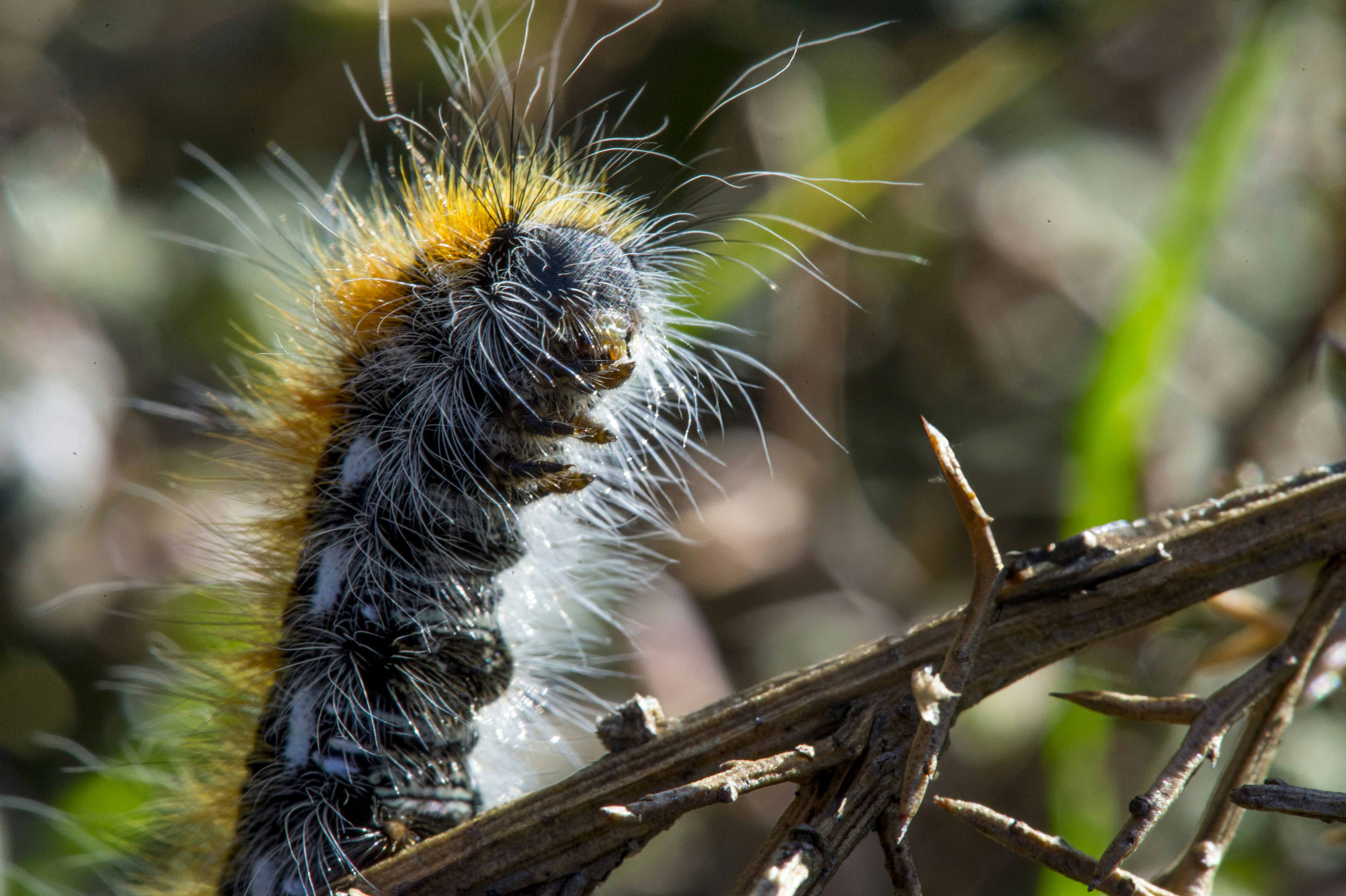 Photo by javier_virues_ortega