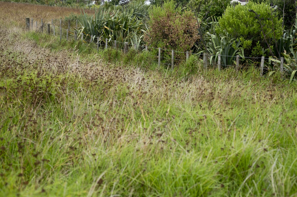 a field of tall grass with a fence in the background