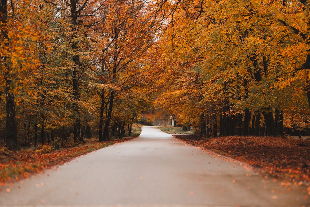 a road surrounded by trees with orange and yellow leaves