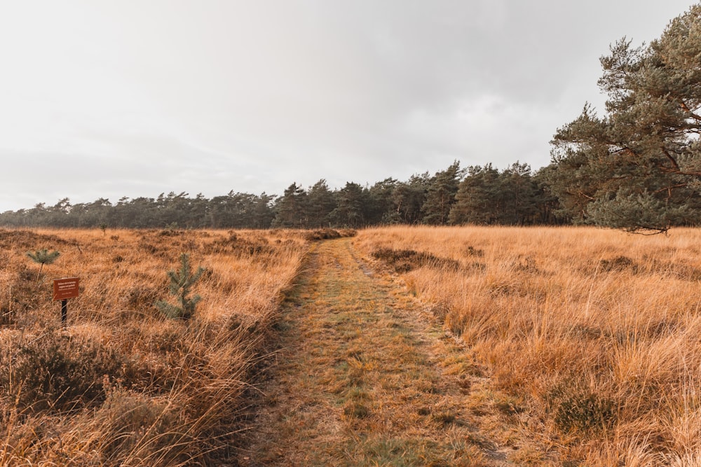 a dirt path in a field with trees in the background