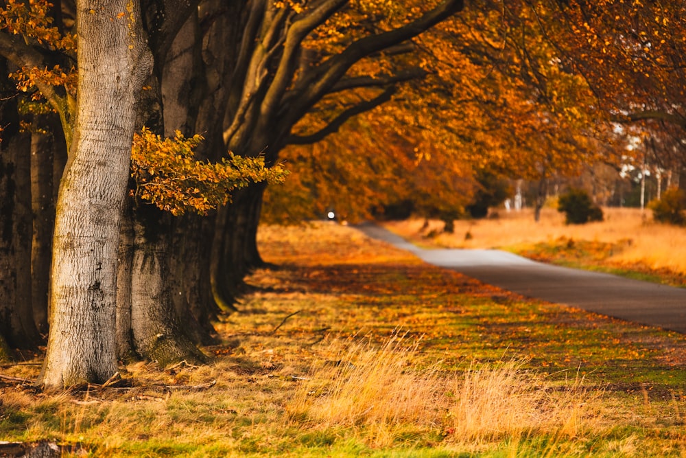 a road surrounded by trees in the fall