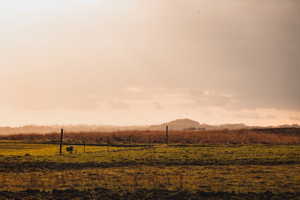 a field with a fence and a cow in the distance