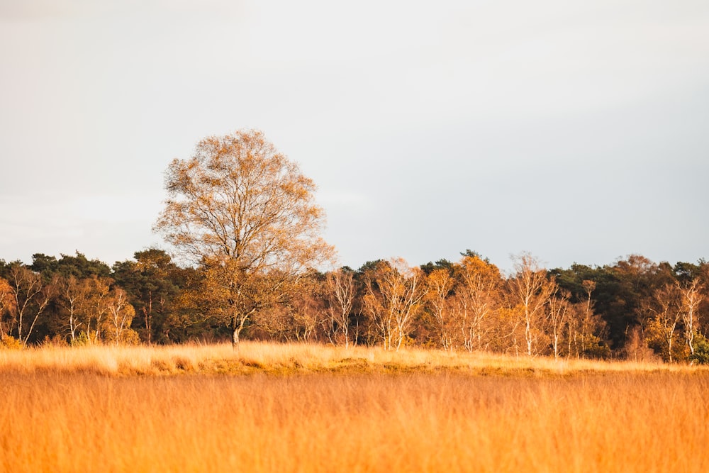 a field with tall grass and trees in the background