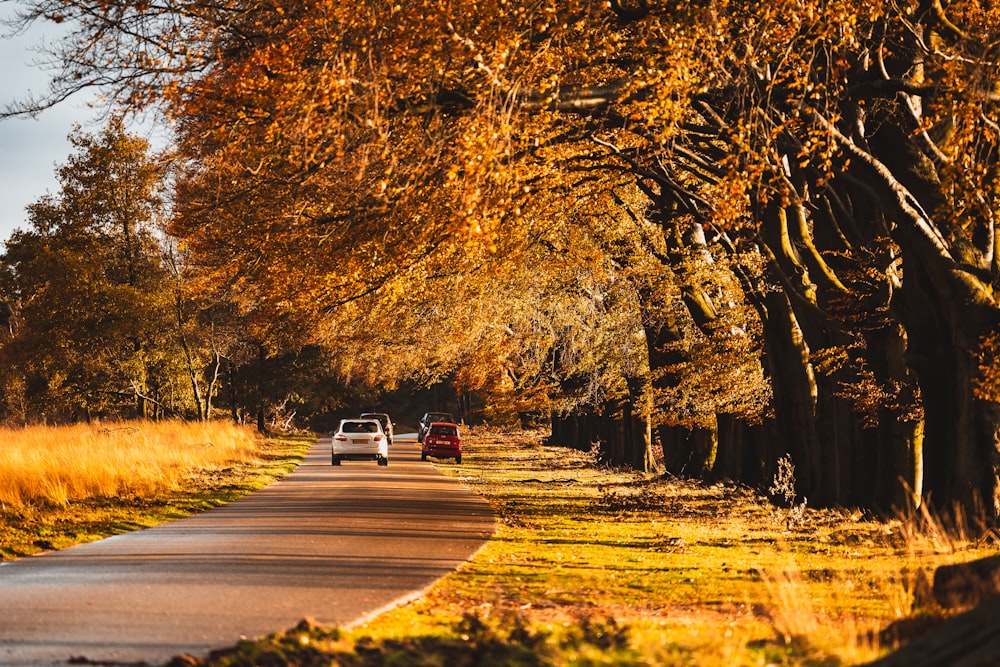 two cars are driving down a tree lined road