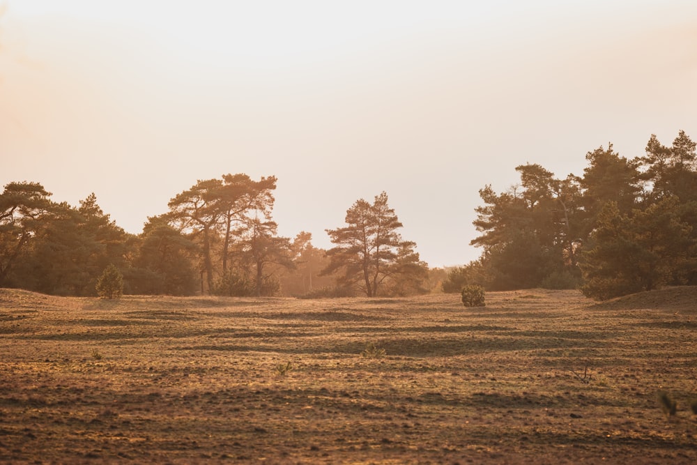 a grassy field with trees in the distance