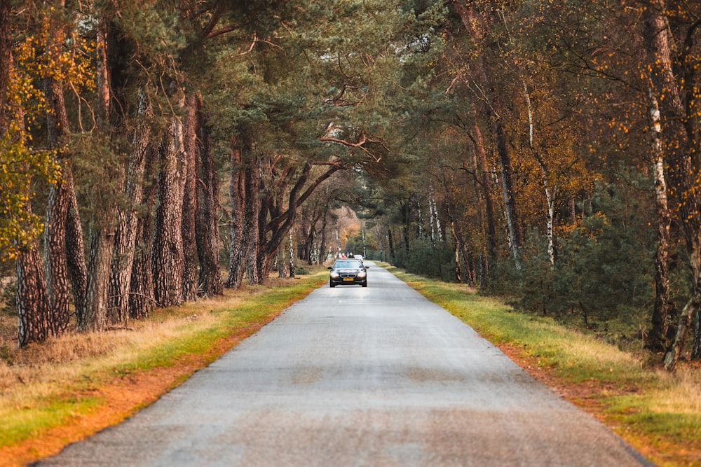 une voiture roulant sur une route bordée d’arbres