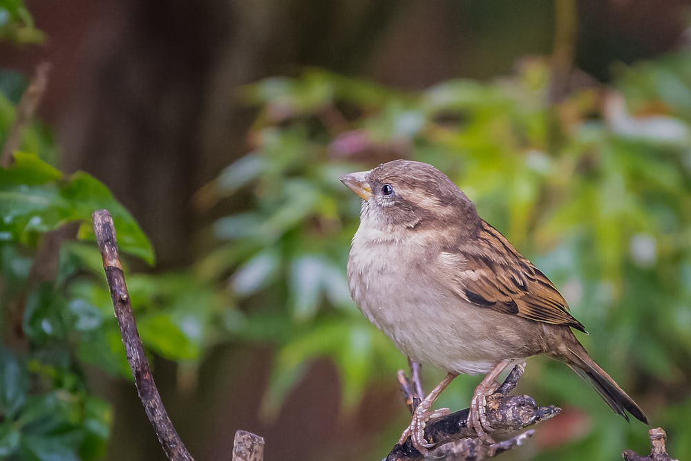 a bird sitting on a branch in a tree