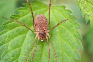 A close-up view of a harvestman, an arachnid with a rounded body and long, slender legs, resting on a bright green leaf. The leaf exhibits a textured surface with serrated edges, highlighting the intricate details of both the insect and the foliage.