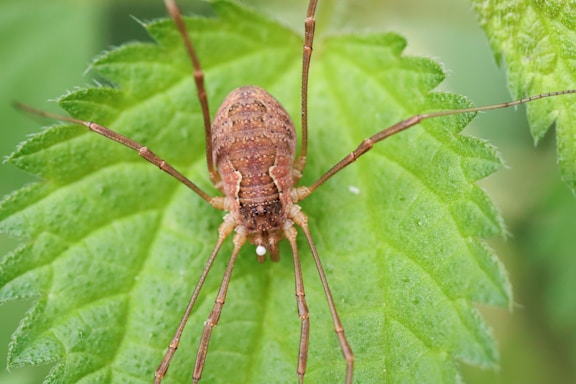 A close-up view of a harvestman, an arachnid with a rounded body and long, slender legs, resting on a bright green leaf. The leaf exhibits a textured surface with serrated edges, highlighting the intricate details of both the insect and the foliage.