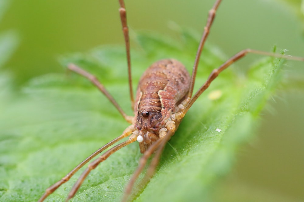 Un primer plano de un insecto en una hoja