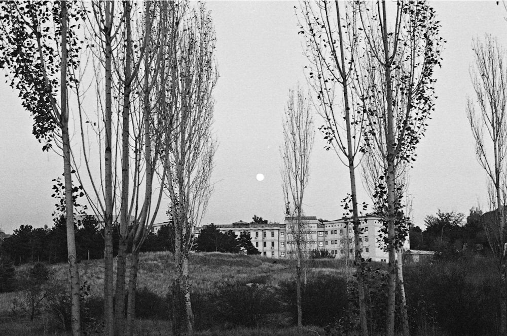 a black and white photo of trees and a building