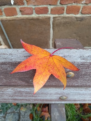 A close-up of vibrant orange and red maple leaves gently resting on a rustic wooden bench.
