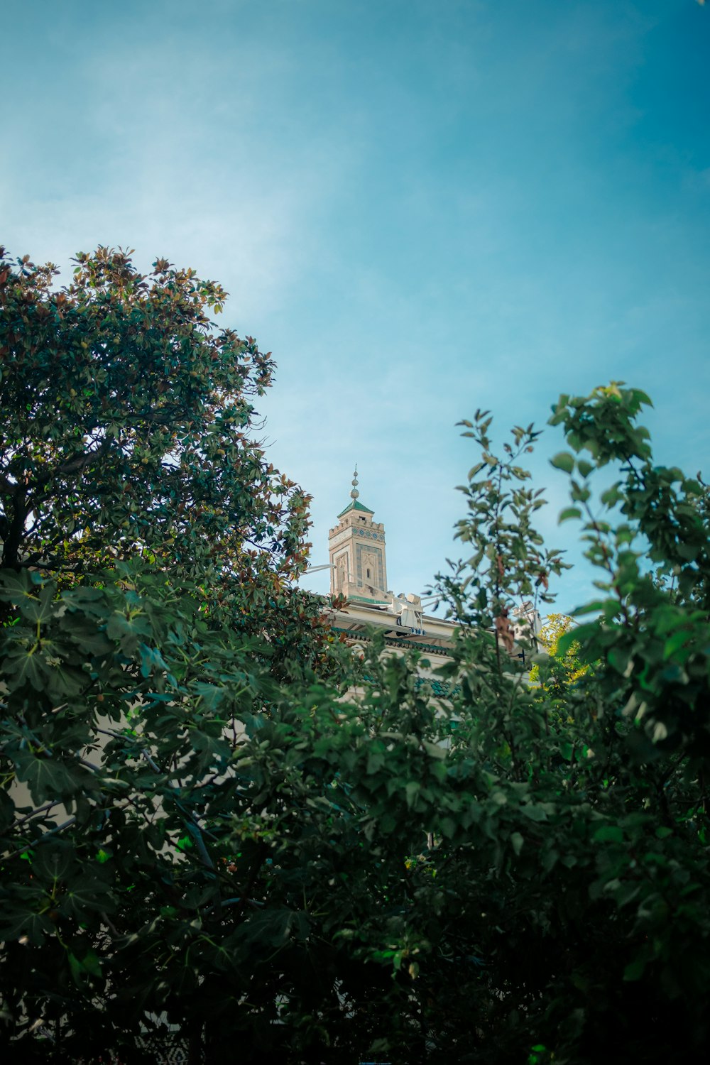 a clock tower is seen through the trees