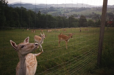 A scenic view of low fence whitetail deer grazing peacefully on the ranch land.