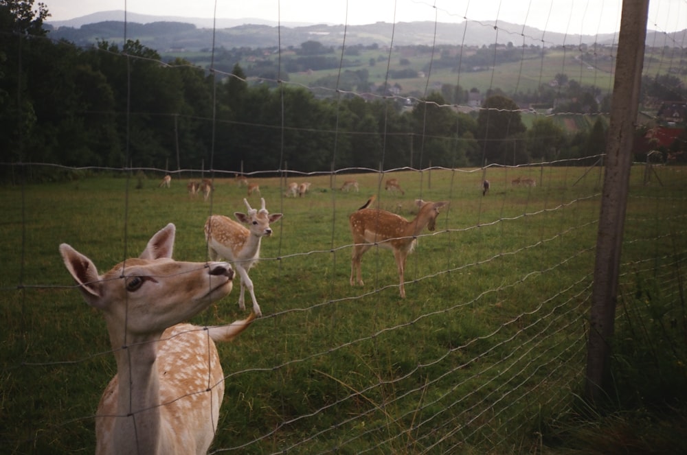 a herd of deer standing on top of a lush green field