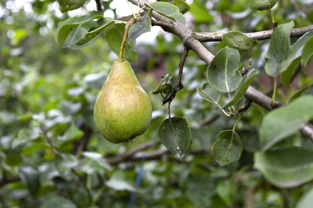 a green pear hanging from a tree branch