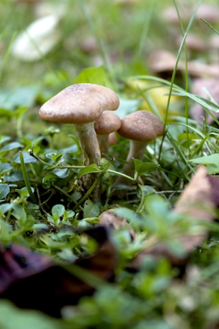 Several mushrooms are growing in a lush, green forest floor. The scene is rich with vegetation, including small plants and grass surrounding the mushrooms. The mushrooms are a light brown color with smooth, rounded caps and sturdy stems. Dew gently rests on the foliage, adding a fresh and natural feel.