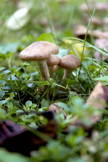 Several mushrooms are growing in a lush, green forest floor. The scene is rich with vegetation, including small plants and grass surrounding the mushrooms. The mushrooms are a light brown color with smooth, rounded caps and sturdy stems. Dew gently rests on the foliage, adding a fresh and natural feel.