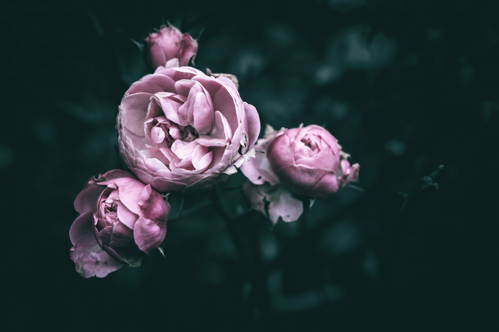 a bunch of pink flowers on a black background